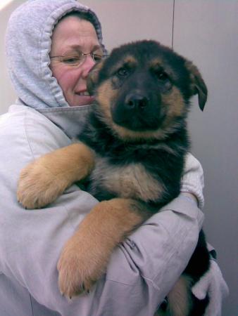 German Shepherd Puppy Sale