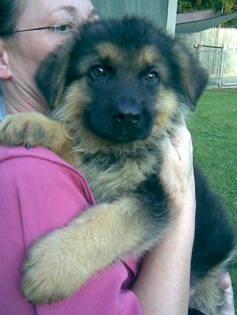 German Shepherd Puppy Sold