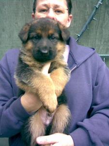 German Shepherd Puppy Sale